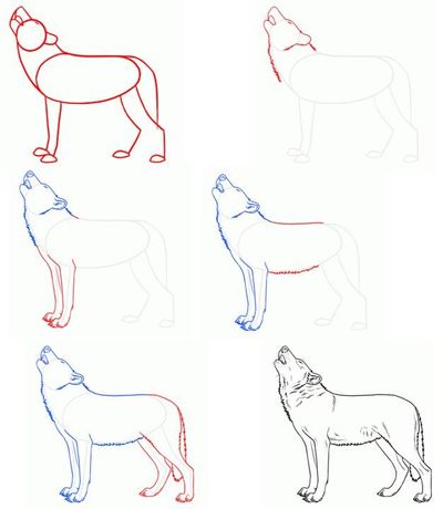 Як намалювати вовка олівцем?