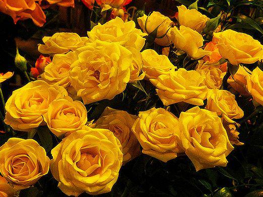 До чого дарують жовті троянди?
