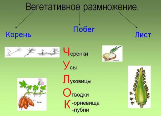 Як розмножуються квіти?