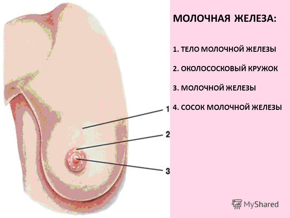 Що таке молочна залоза?