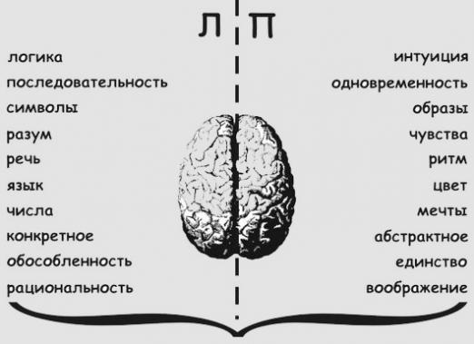 За що відповідає права півкуля?