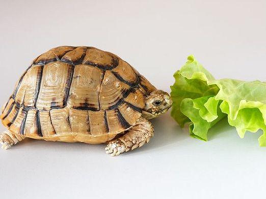 Чому черепаха не їсть?